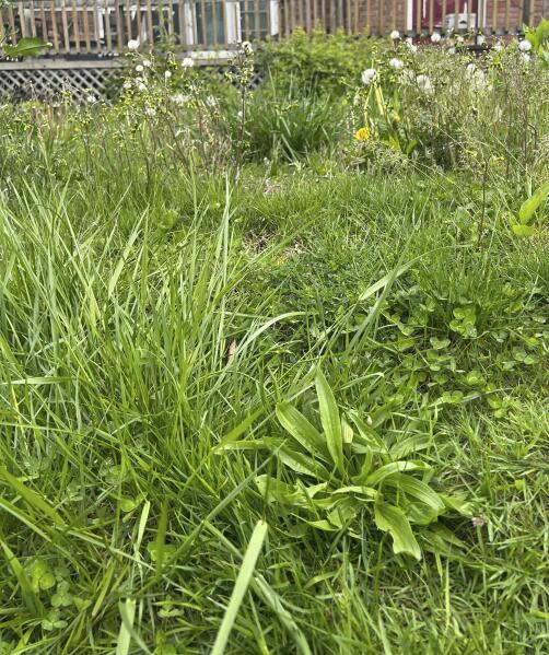 No mow shop lawn
